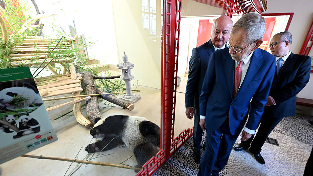 Pandas im Tiergarten Schönbrunn