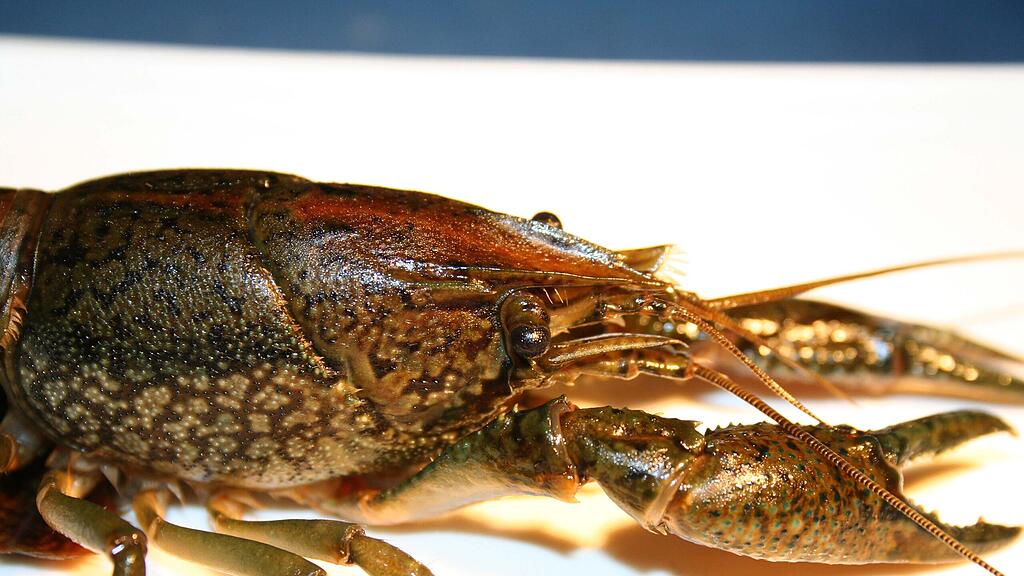 Marmorkrebs