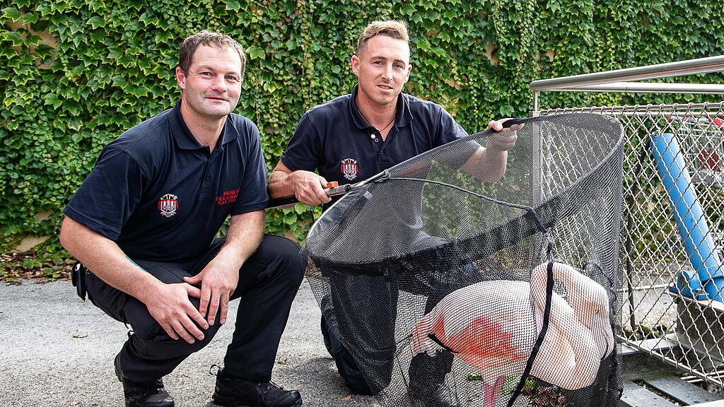 Flamingo aus Almkanal gerettet