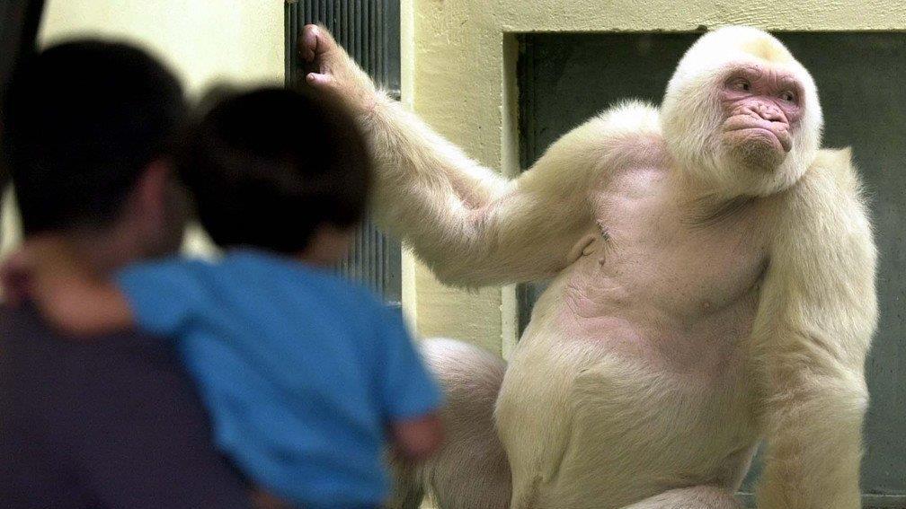 Schneeflöckchen / Copito de Nieve: Einziger Albino-Gorilla der Welt