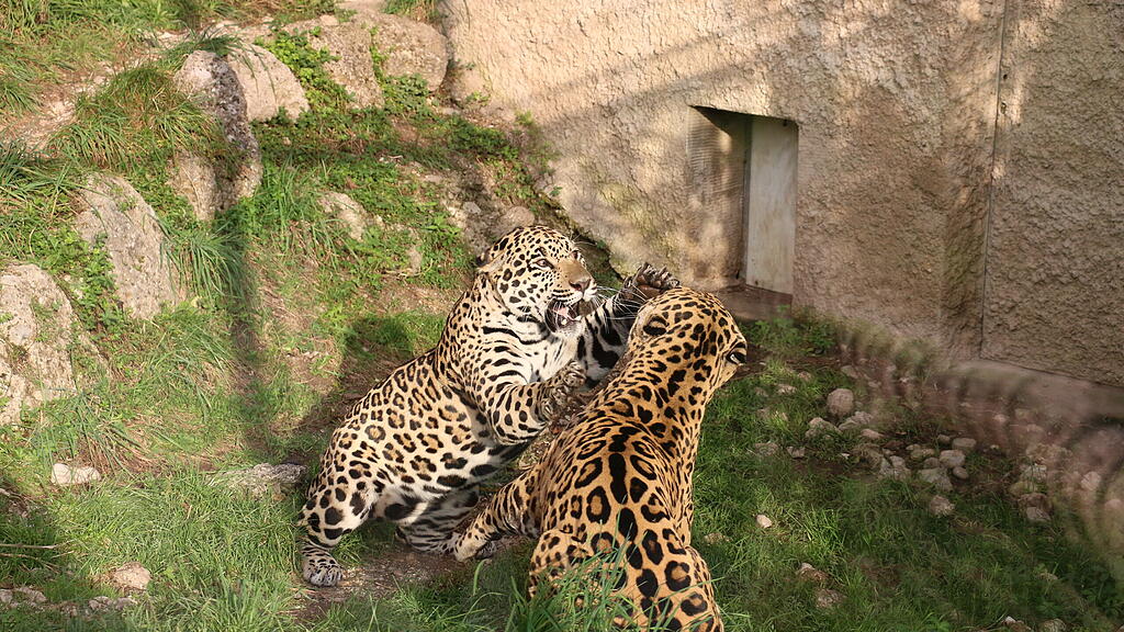 Jaguarnachwuchs