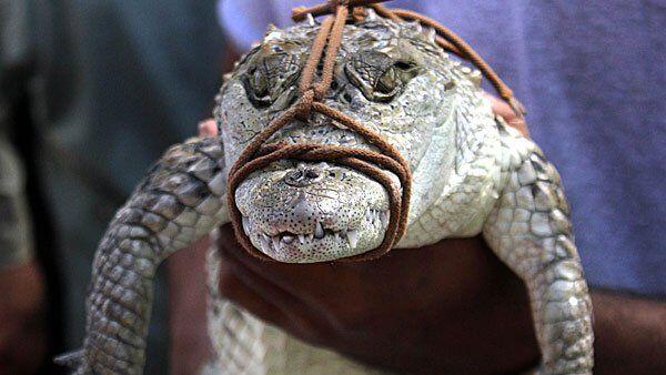 Besitzer öffneten wegen Überschwemmungen die Tore der Krokodil-Farm.