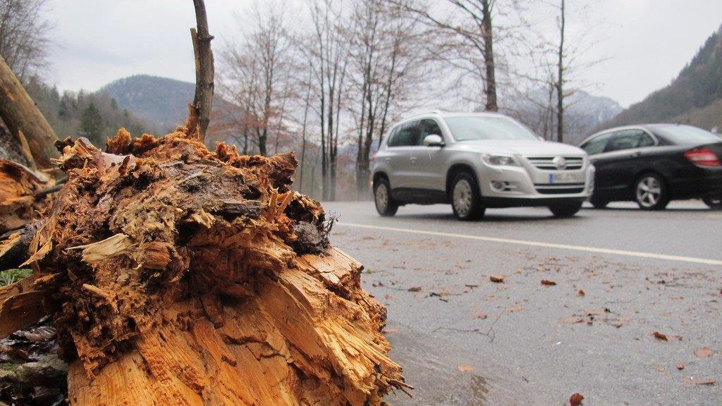 Baum stürzt auf B 305