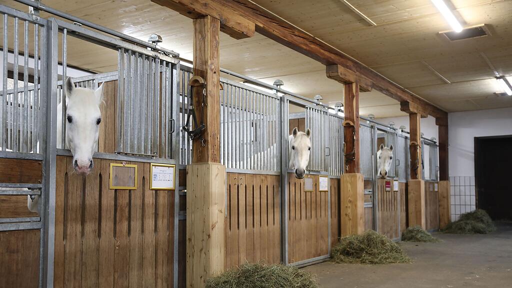Gut Aiderbichl beherbergt Lipizzaner