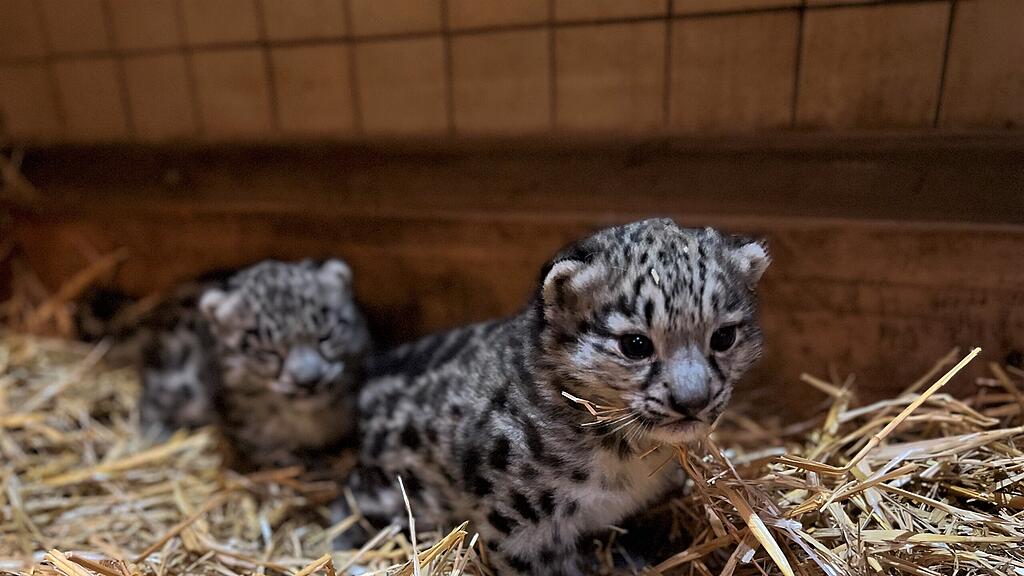 Schneeleoparden Nachwuchs Zoo Salzburg