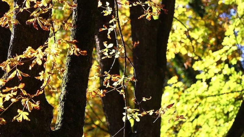 Herbstlicher Mönchsberg