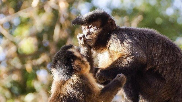 Warten aufs Christkind im Zoo