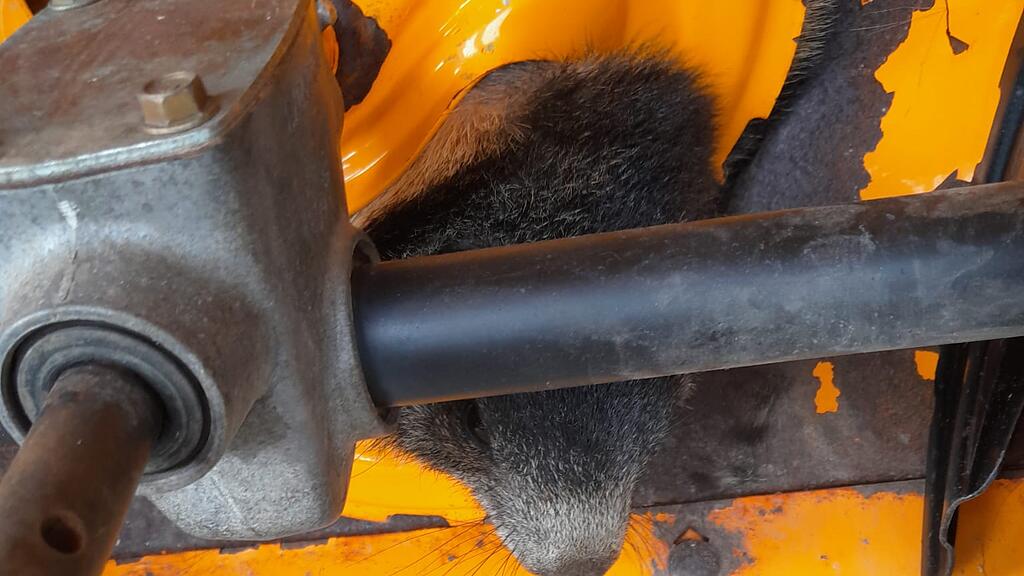 Rettung Murmeltier Bad Hofgastein