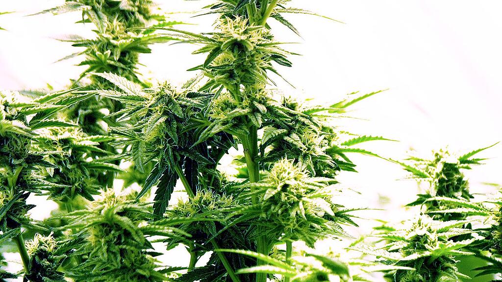 Cannabis
