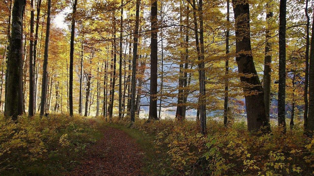 Herbstzeit am Offensee