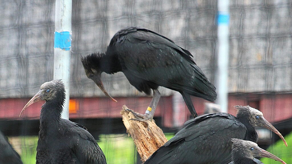 Zu Besuch bei den Waldrapps