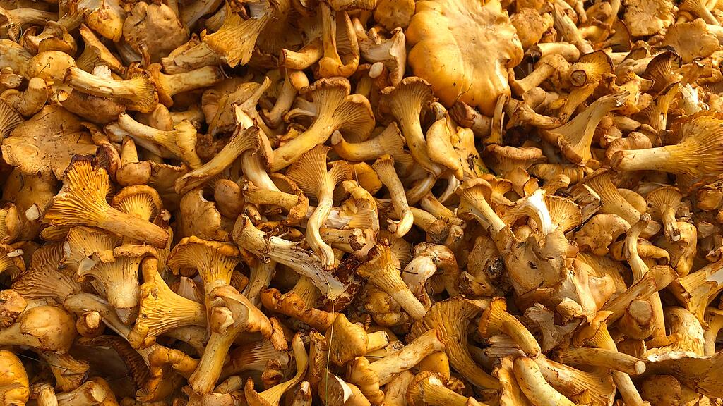 Eierschwammerl, Pfifferlinge, Schwammerl, Pilz, SB