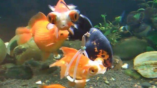 Diese behinderte Goldfischdame kann dank eines selbstgebastelten Geschirrs wieder schwimmen.
