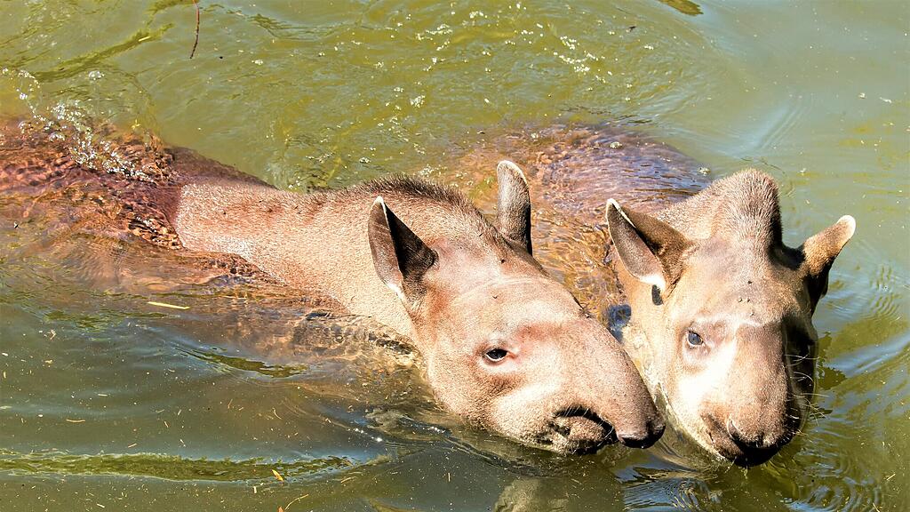 Zoo Salzburg, Sommer, Tiere