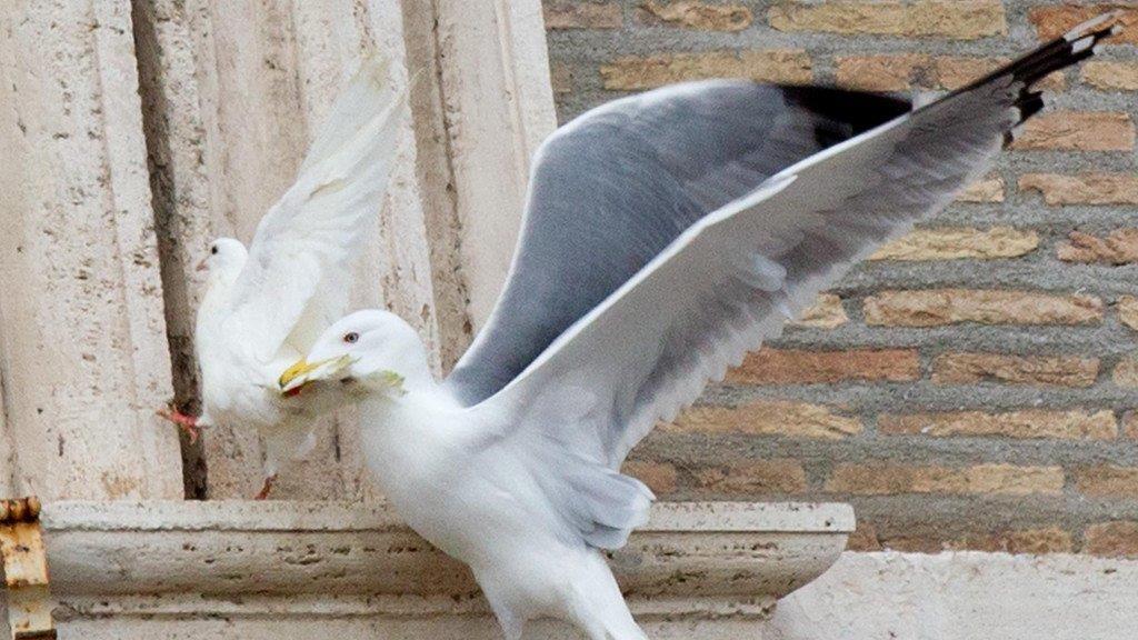 Vögel attackieren Friedenstauben
