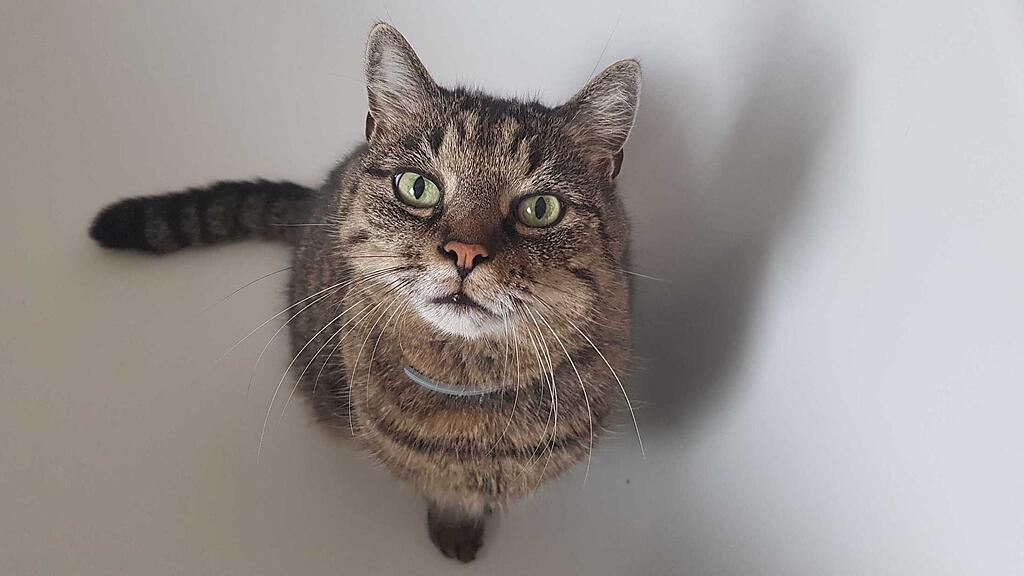 Kater, Mogli, SB