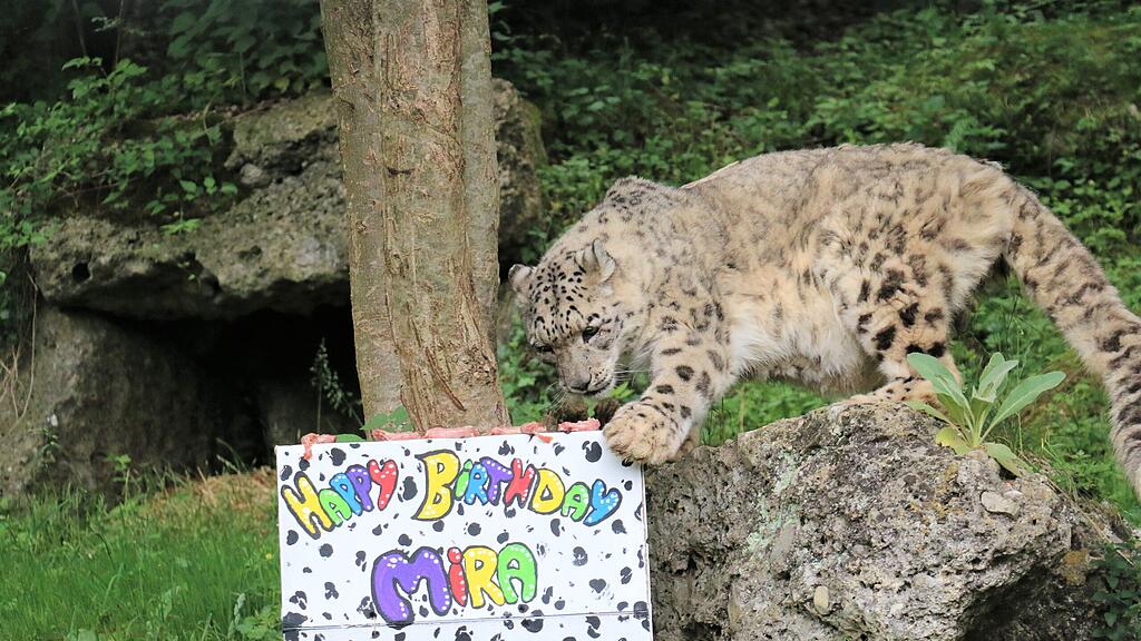 Schneeleopard_Geburtstag
