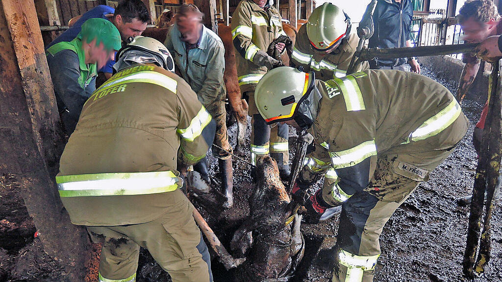 Die freiwillige Feuerwehr konnte ein Kalb aus einer Güllegrube retten.
