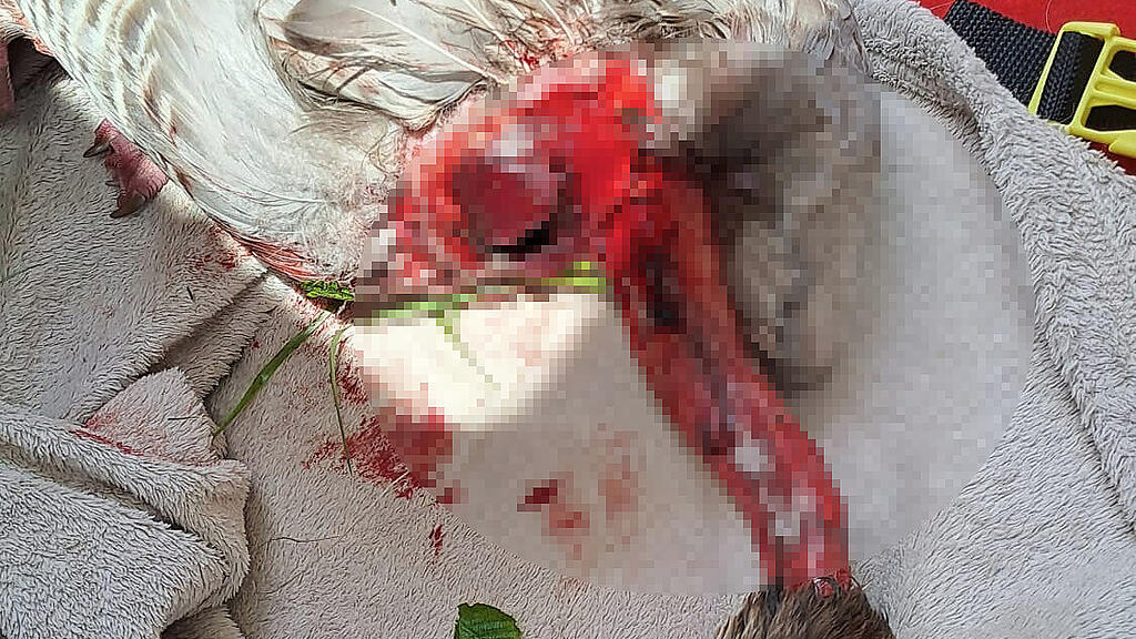Tierquälerei Gans Leopoldskron