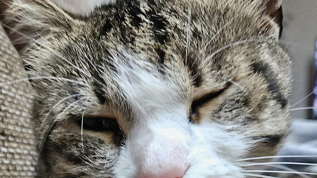 Weltkatzentag 2025