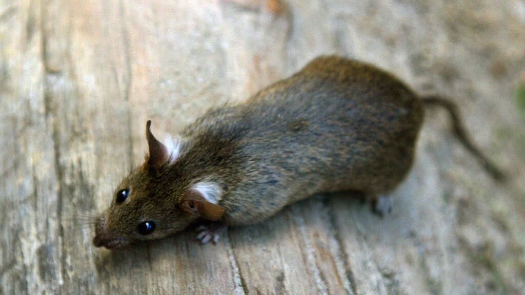 Die Ratten der deutschen Hauptstadt Berlin tragen multiresistente Keime in sich.
