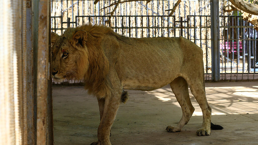 Löwen in Zoo in Sudan