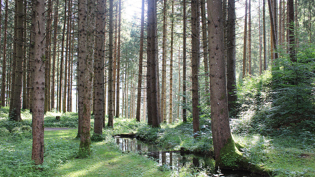 Hubert Stock im Wald