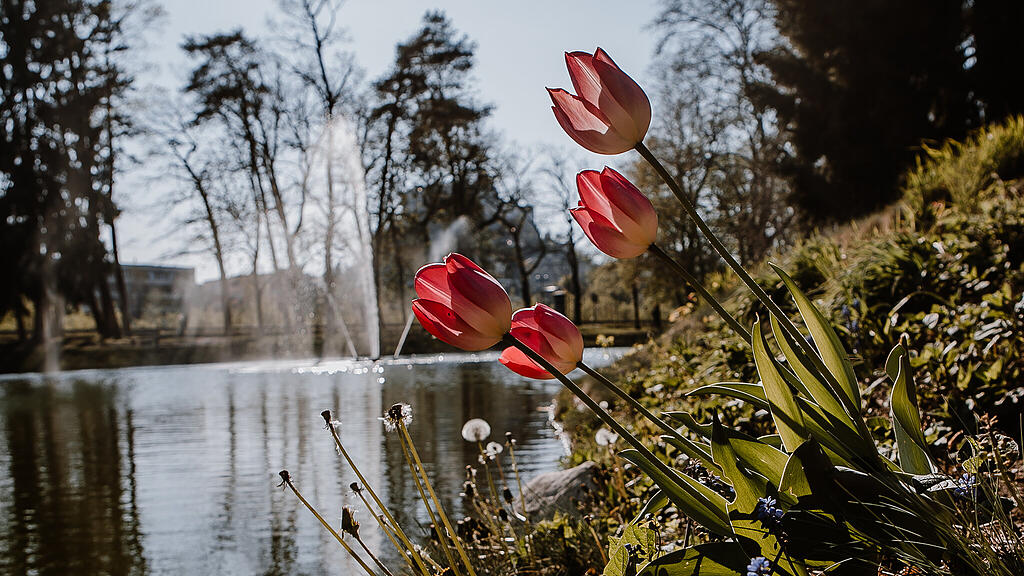 SB, Tulpen, Volksgarten, Fr\u00fchling