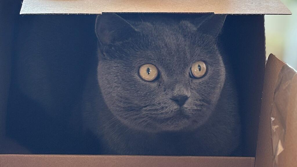 Weltkatzentag 2025