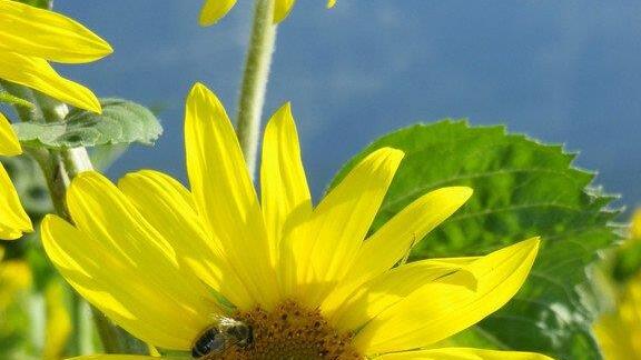 Sonnenblumenzauber in Sbg