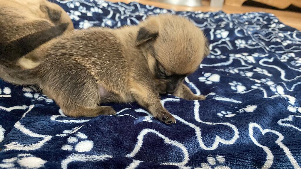 Animal Hording, Pfotenhilfe zieht Hundebabys mit Flasche auf