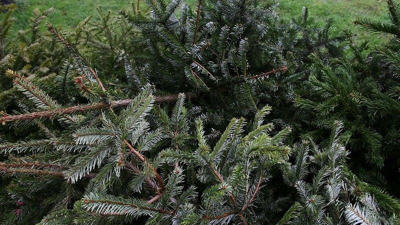 Christbaum-Entsorgung