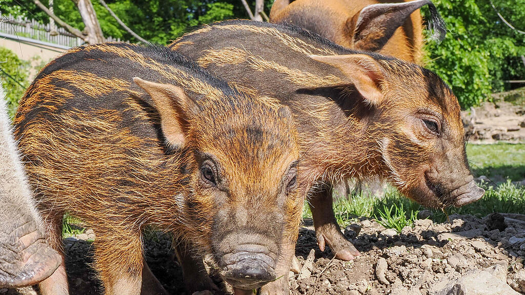 Gut behüteter Nachwuchs bei den Pinselohrschweinen_c_ZooSBG_Angelika Köppl (9).jpg