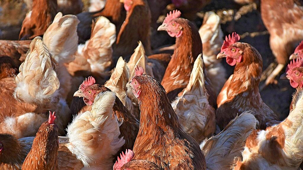 symb_huhn, symb_hühner, symb_Geflügel, symb_henne