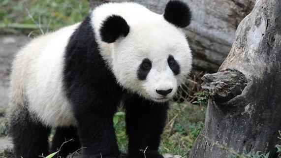 Panda Fu Long feiert seinen Geburtstag