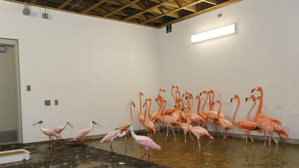 "Irma": Tiere im Zoo Miami in Sicherheit gebracht
