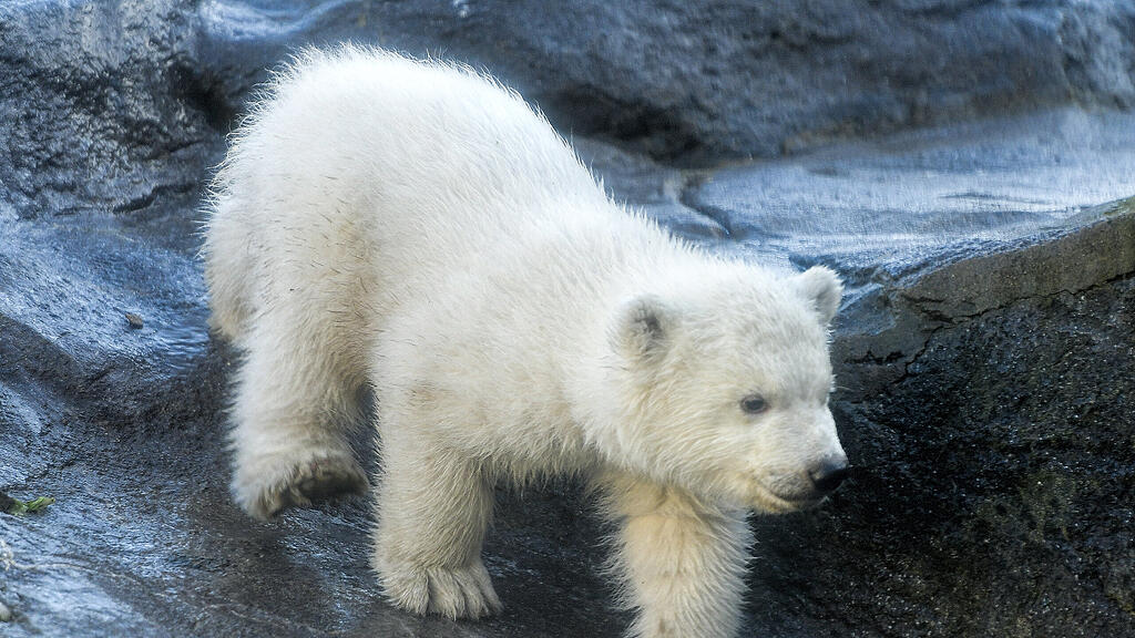 Eisbär, Wien, Schönnbrunn