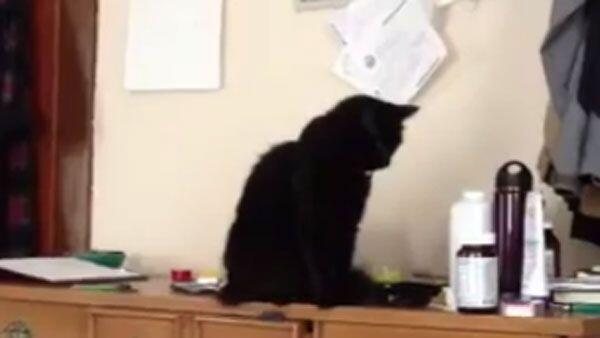 Katze "räumt" auf.