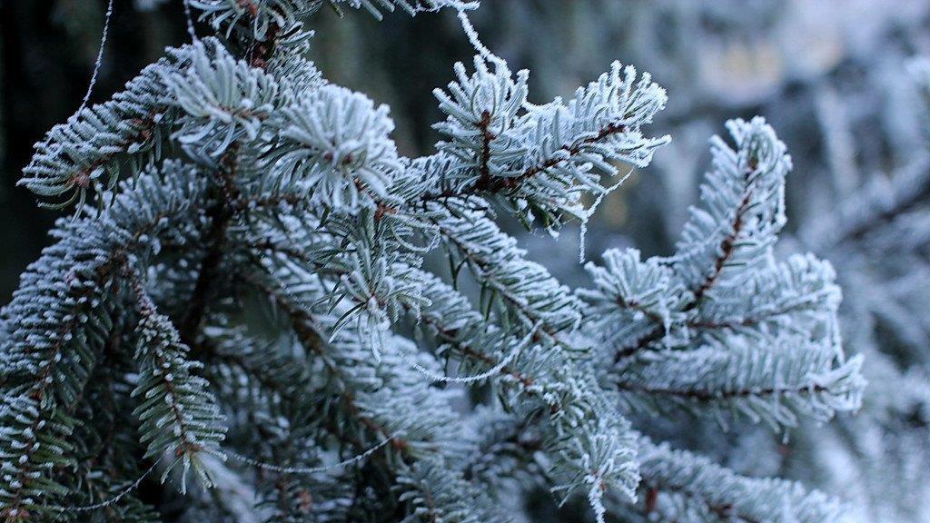 Frost am Morgen