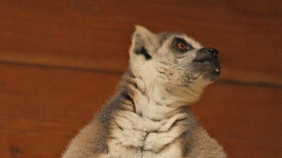 Kattas-Babys im Zoo Salzburg