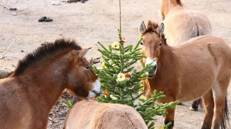 Warten aufs Christkind im Zoo, II