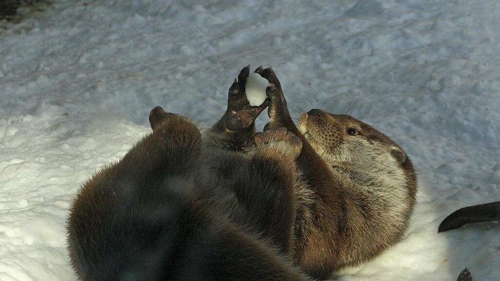 Die Fischotter im Salzburger Zoo freuen sich über den vielen Schnee.