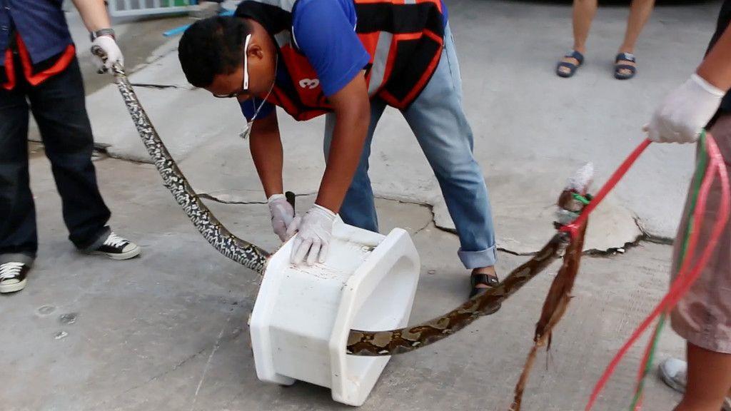 Python-Attacke auf thailändischem WC