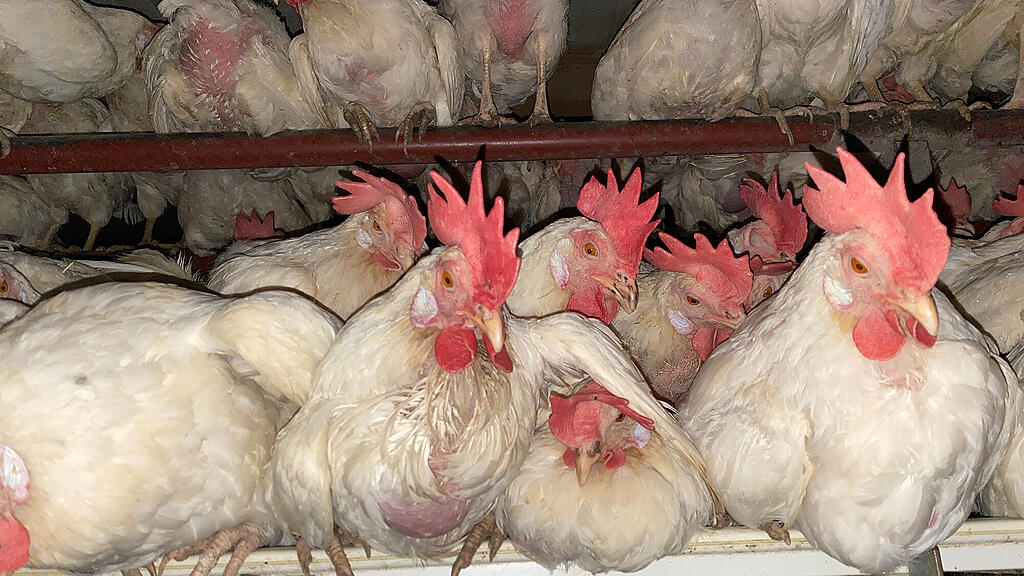 Gerettete Bio-Hühner