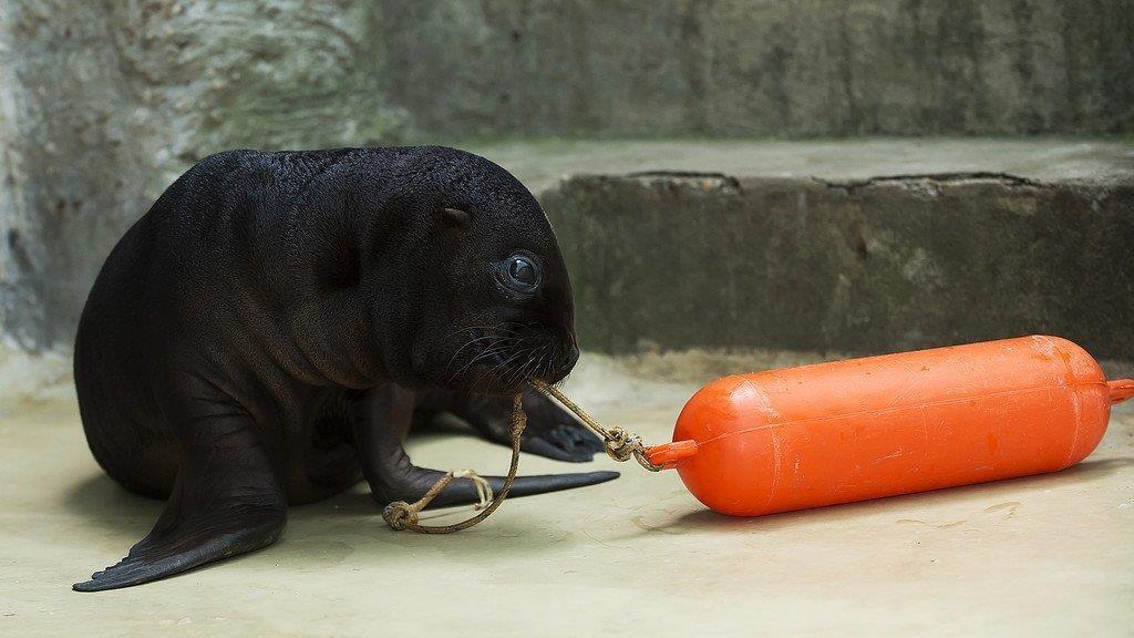 Robben-Nachwuchs im Tiergarten Schönbrunn: So wächst Klein Lunita heran