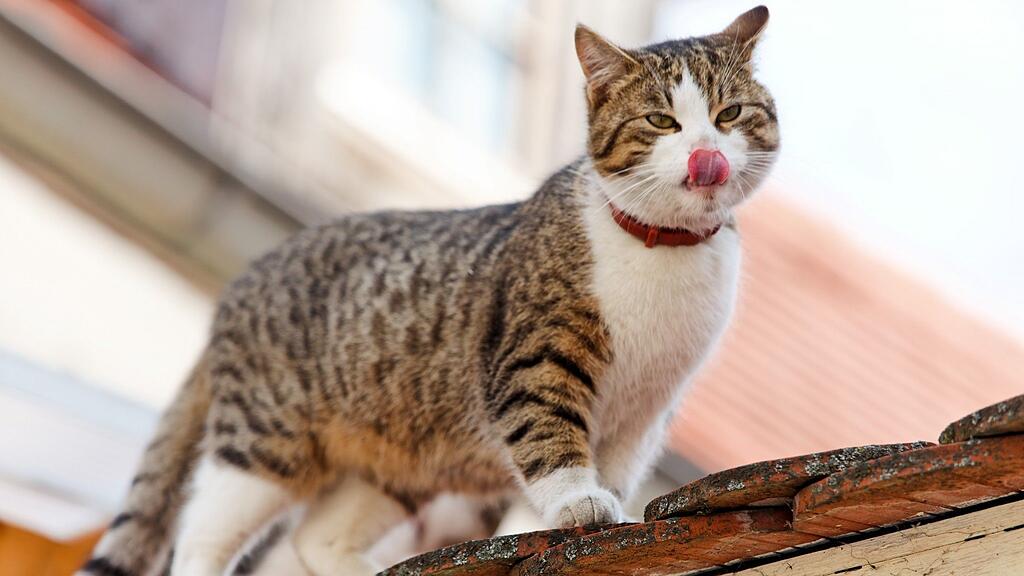 Rund 30 unkastrierte Katzen leben auf dem Bauernhof des 81-Jährigen.