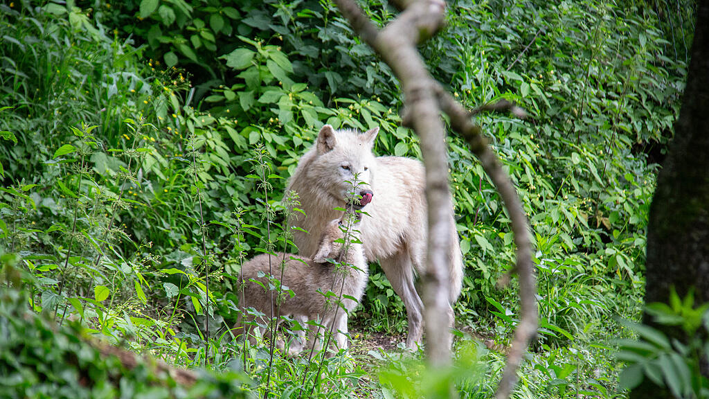 Polarwolf_Jungtier_Vater_Isegrim_c_Jasmin Kiener (2).jpg