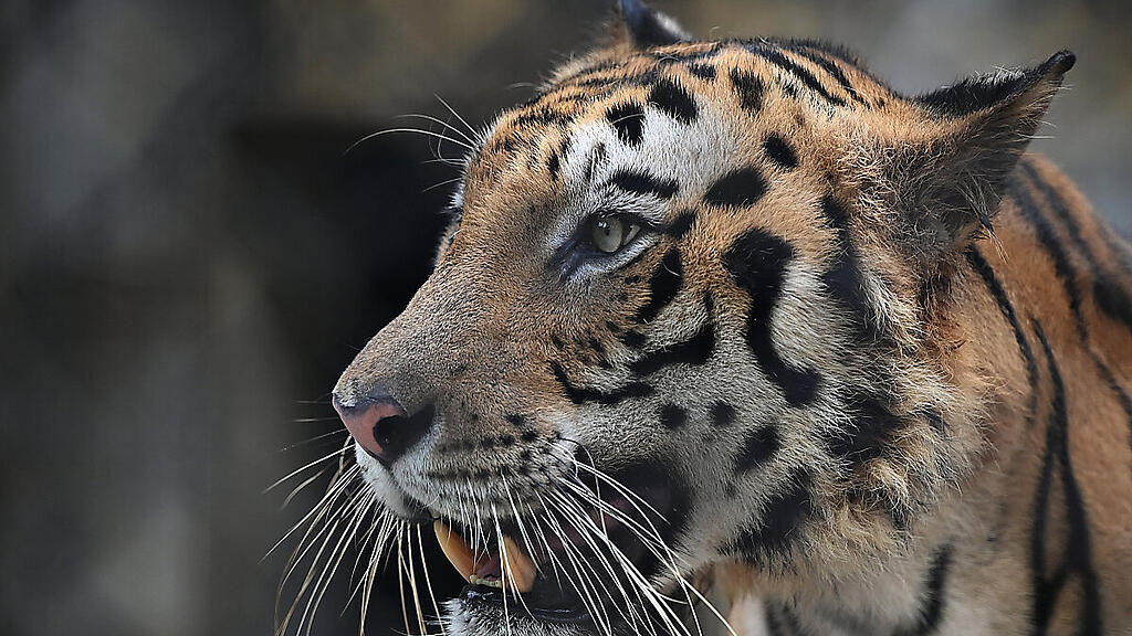 Mutter bewies Löwenmut gegen einen Tiger