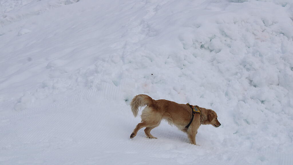 Lawinenhunde Bergrettung Training