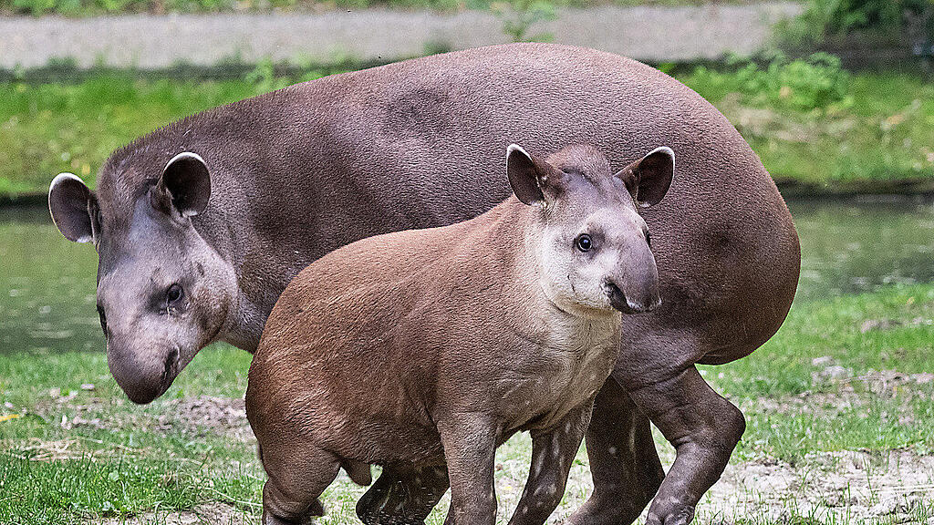 Lupo wurde vor zweieinhalb Jahren im Zoo Schmiding geboren